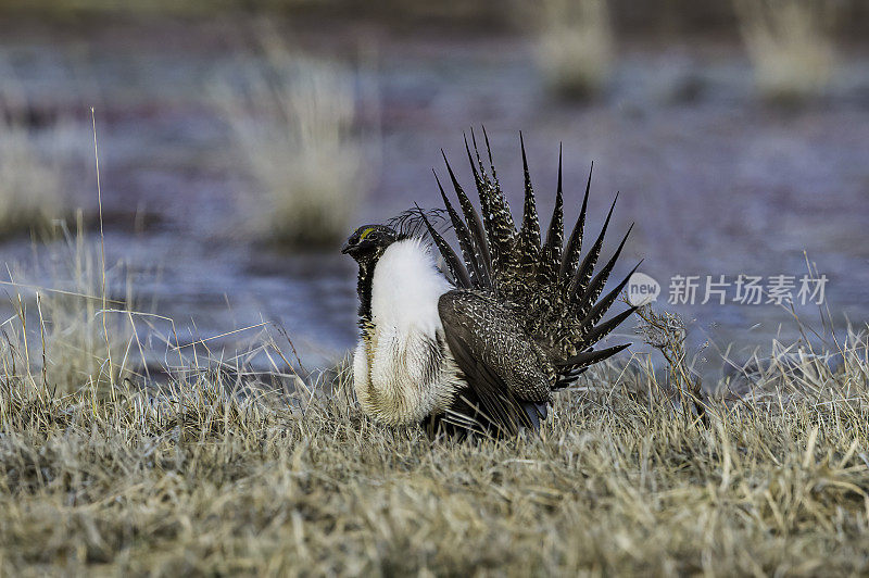 大鼠尾草松鸡(centrrocercus urophasianus)，也被称为鼠尾草，是北美最大的松鸡。它的分布范围是美国西部、阿尔伯塔省南部和加拿大萨斯喀彻温省的山艾树国家。马勒尔国家野生动物保护区